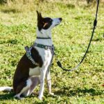 Perro obediente sentado atado con una correa sin tensión, indicando buen comportamiento